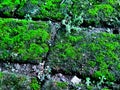 A stretch of brick overgrown with greenish moss