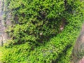 a stretch of bright green moss, with varying gradations from yellowish green at the tips to dark green Royalty Free Stock Photo