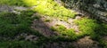 A stretch of moss exposed to the morning sun