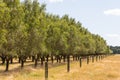 Oliveplantation at Waipara, Amberley, New Zealand Royalty Free Stock Photo