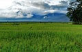 A stretch of rice field with a beautiful mountain background