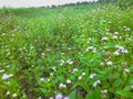 A stretch of white-flowered weeds