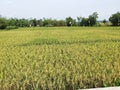 a stretch of yellowing rice that will soon be harvested with trees