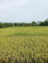 a stretch of yellowing rice that will soon be harvested with trees