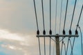 Stretched cable parallel lines, the transmission of electricity against the sky Royalty Free Stock Photo