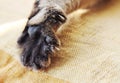 Stretched cat`s paw close-up
