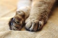 Stretched cat`s paws close-up