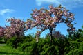 Stretched crown, branches falling like a parasol, very elegant. Young leaves bronze, then green; very numerous bright pink flowers