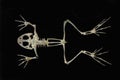 Frog Skeleton on black background