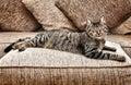Stretched out cat Royalty Free Stock Photo
