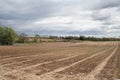 New plantings stretched out on a Large farm at the Long Islands East End