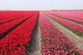 Stretched out red and pink tulip field in Holland Royalty Free Stock Photo