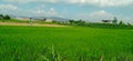 stretches of rice fields planted with rice and corn Royalty Free Stock Photo