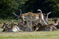 Stretching Deer