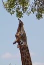 Stretching Giraffe