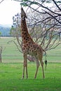 Stretching Giraffe