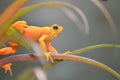 Stretching golden frog 4