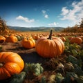 Stretching a large field of picked days. Day. Pumpkin as a dish of thanksgiving for the harvest Royalty Free Stock Photo