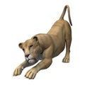 Stretching Lioness Royalty Free Stock Photo