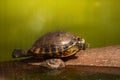 Stretching out of the water. A turtle portrait. Royalty Free Stock Photo