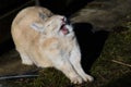 Stretching Rabbit Royalty Free Stock Photo