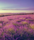 Stretching to the horizon field of levender flowers Royalty Free Stock Photo