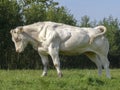 Stretching white muscular beef cow, beef cattle, in a pasture. Royalty Free Stock Photo