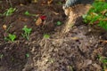 Manual garden fertilizing. Royalty Free Stock Photo