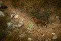 Three legged stray dog searching for food in the field of scattered rubbish; bird eye view image