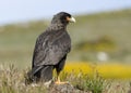 Striated Caracara Royalty Free Stock Photo