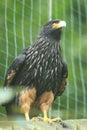 Striated caracara Royalty Free Stock Photo