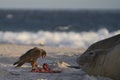 Striated Caracara in the Falkland Islands