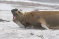 Striated Caracara and Elephant Seal in the Falkland Islands