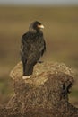 Striated caracara, Phalcoboenus australis