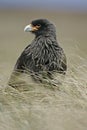 Striated caracara, Phalcoboenus australis