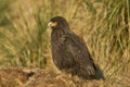 Striated Caracara in the Falkland Islands