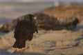 Striated Caracara in the Falkland Islands