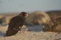 Striated Caracara in the Falkland Islands