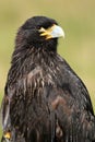 Striated caracara