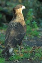 Striated caracara Royalty Free Stock Photo