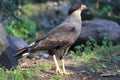 Striated caracara