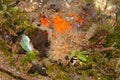 Striated frogfish Philippines camouflaged on seabed