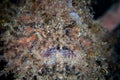 Striated Frogfish in Lembeh Strait