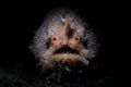 Striated Frogfish in Dark Water