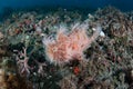 Striated Frogfish Royalty Free Stock Photo