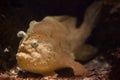 Striated frogfish (Antennarius striatus).