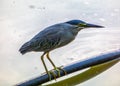 Striated Heron bird, Butorides striata Royalty Free Stock Photo