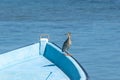 Striated Heron, butorides striata, perched on a fishing boat, Tombeau Bay, Mauritius Royalty Free Stock Photo