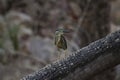 Striated heron, Butorides striata, Ranthambhore Tiger Reserve, Rajasthan, India Royalty Free Stock Photo