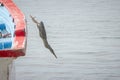 Striated Heron, butorides striata, Tombeau Bay, Mauritius Royalty Free Stock Photo